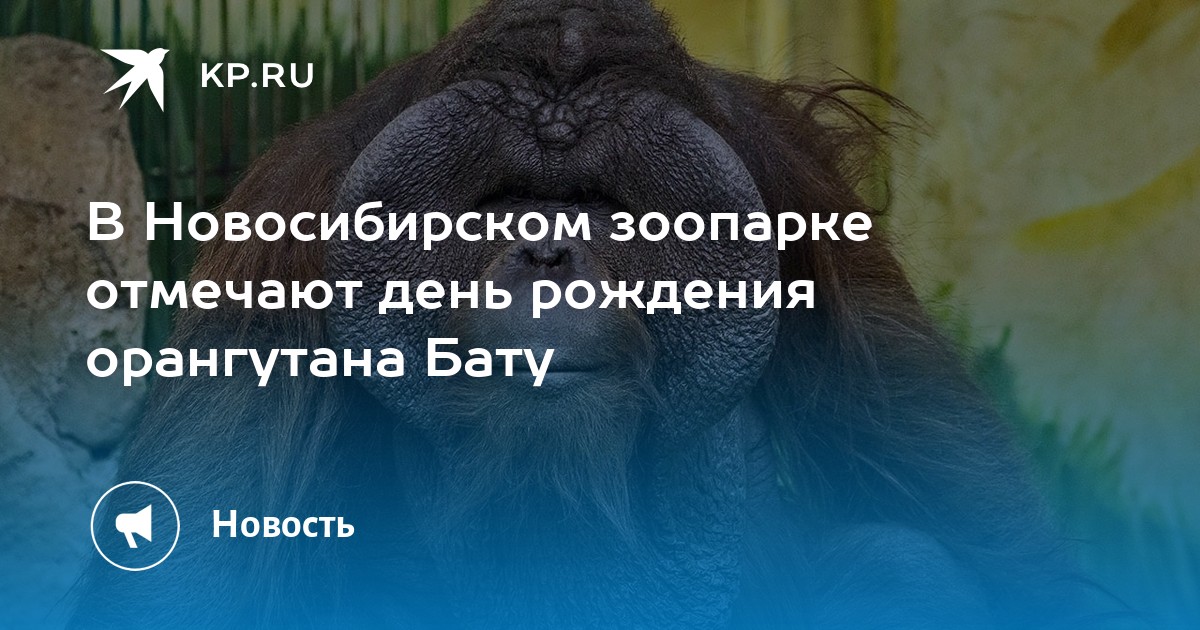 В Новосибирском зоопарке отмечают день рождения орангутана Бату